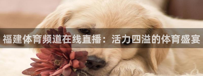 福建体育频道在线直播：活力四溢的体育盛宴