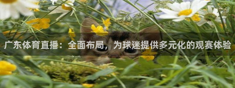 广东体育直播：全面布局，为球迷提供多元化的观赛体验