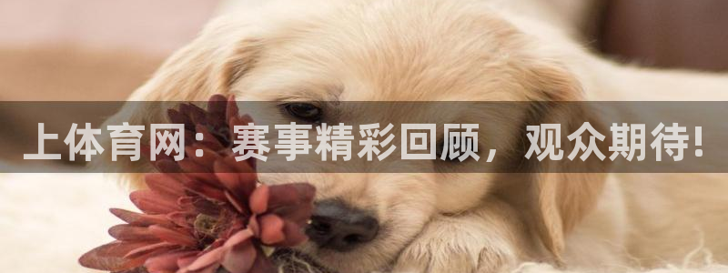 上体育网：赛事精彩回顾，观众期待!